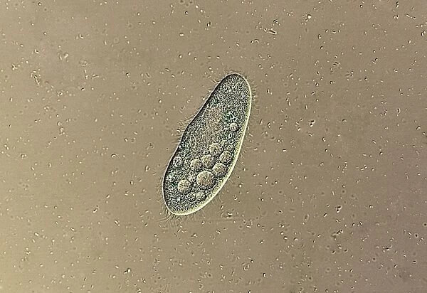 Paramecium protozoan, light micrograph