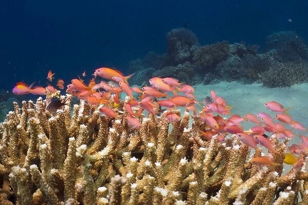 Peach anthias and staghorn coral