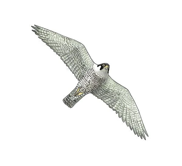 Peregrine falcon, artwork C016  /  3199