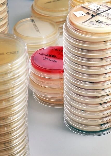 Petri dish cultures