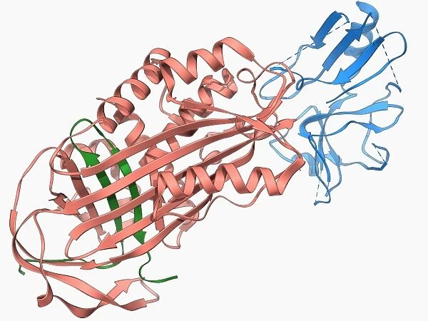 Proteinase inhibitor molecule F006  /  9321