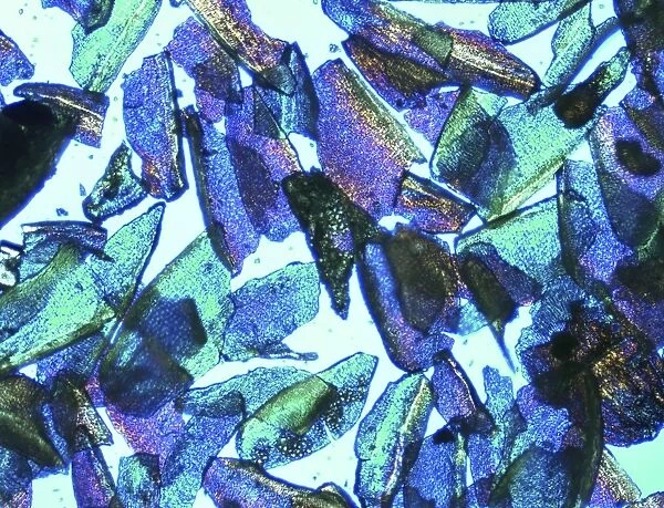 Psyllium, light micrograph