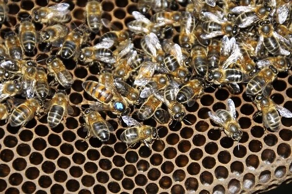 Queen bee with worker bees