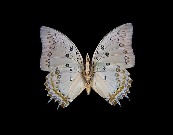 Rajah butterfly