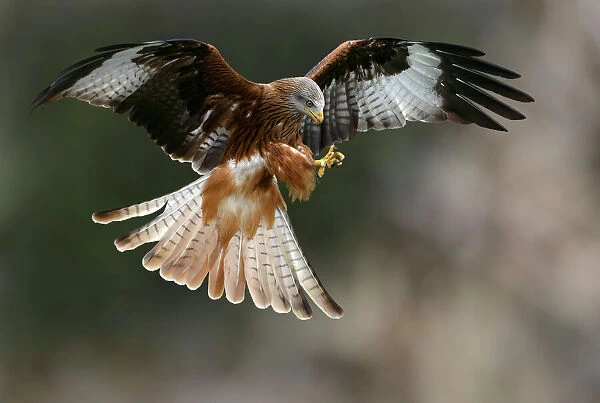 Red kite (Milvus milvus) preparing to land