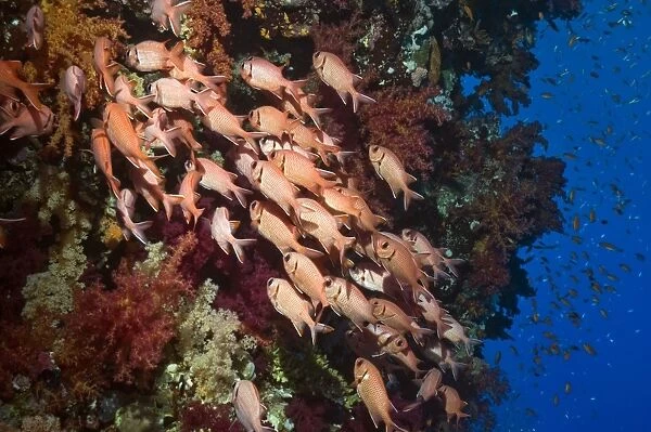 Red soldierfish on a reef