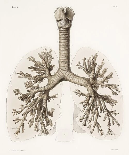 Respiratory anatomy, 19th Century artwork
