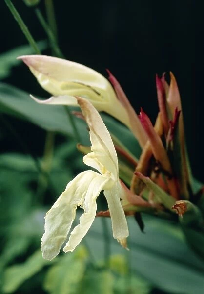 Roscoea auriculata Bessiana Alba