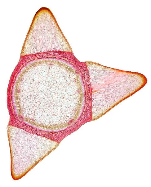 Rose stem, light micrograph