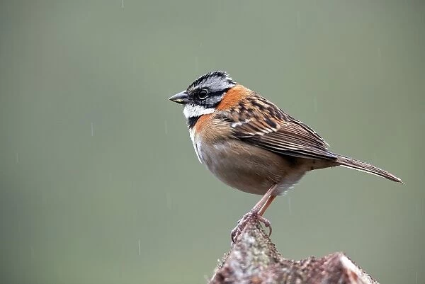 Rufous-collared sparrow C018  /  2449