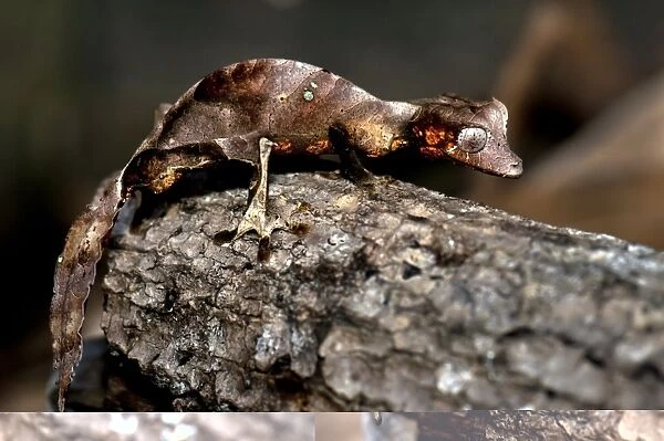 Satanic leaftail gecko C014  /  0927