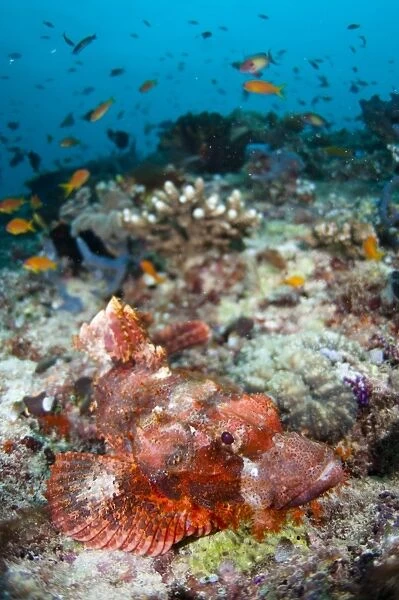 Scorpionfish on coral reef