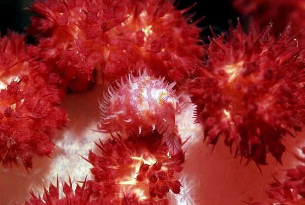 Sea slug (Diminovula alabaster, pink, centre) feeding on soft coral (Dendronephthya sp
