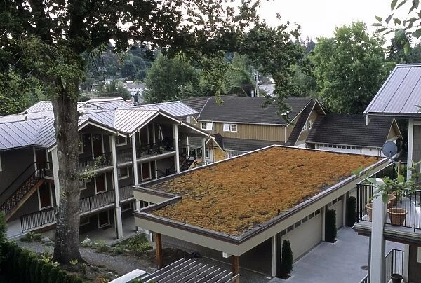 Sedum roof, mid-August