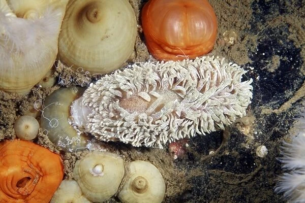 Shaggy mouse nudibranch