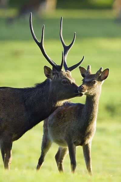 Sika deer stag (Cervus nippon) grooming a juvenile male deer (right)