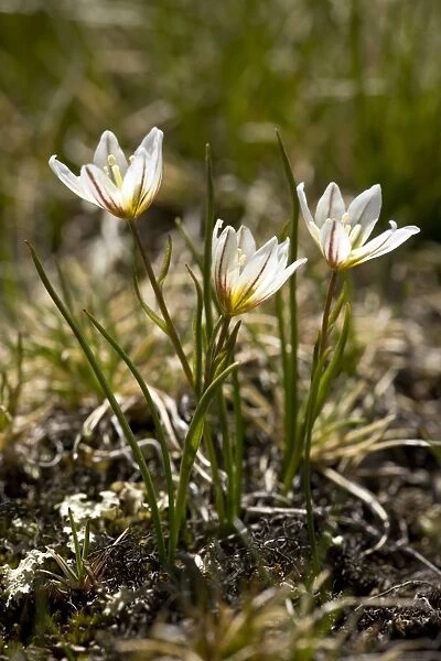 Snowdon Lily (Lloydia serotina)
