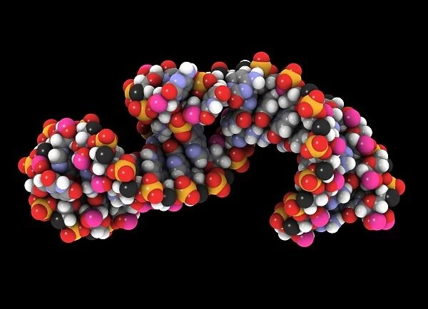 Telomerase molecule, artwork