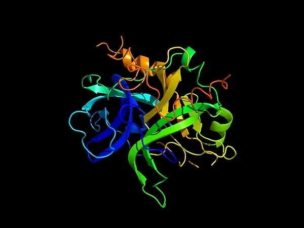 Thrombin protein, secondary structure