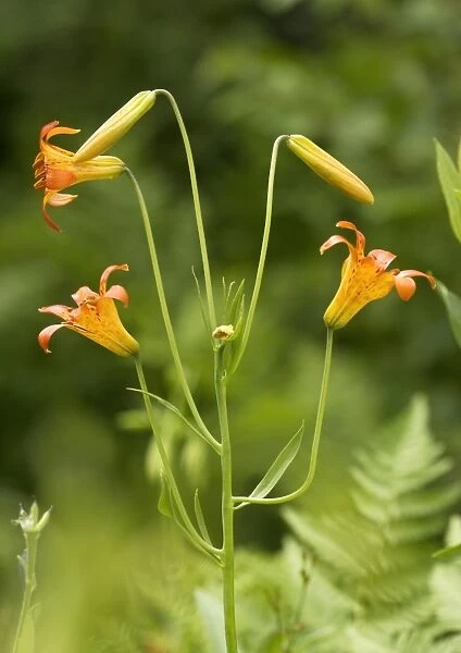 Tiger lily (Lilium parvum)