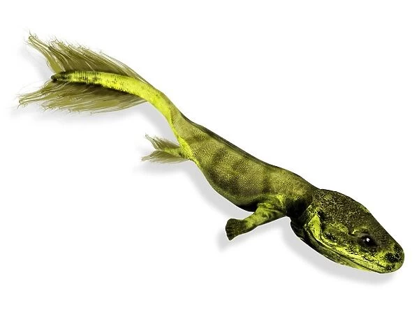 Tiktaalik prehistoric fish, artwork