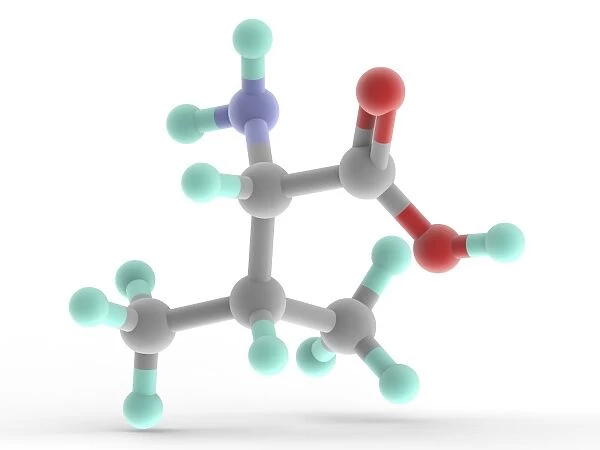 Valine molecule