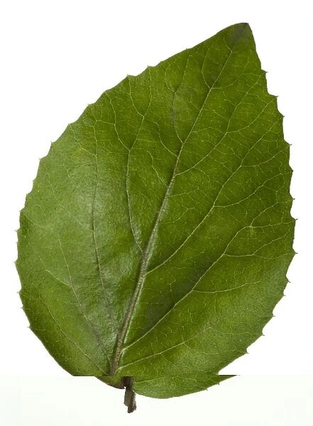 Viburnum carlesii leaf C014  /  0705