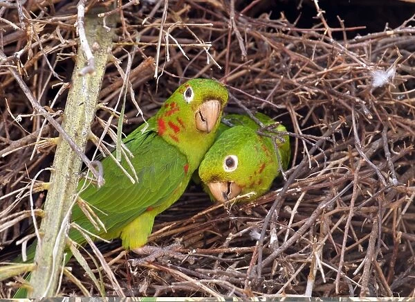 White-eyed parakeets nesting C013  /  9827