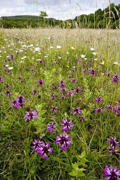 Wildflower meadow, Dorset