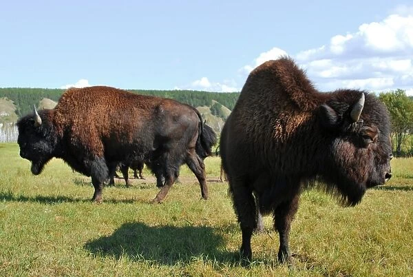 Wood bison, Russia C013  /  5347