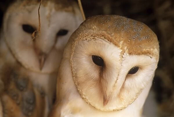 Young barn owls