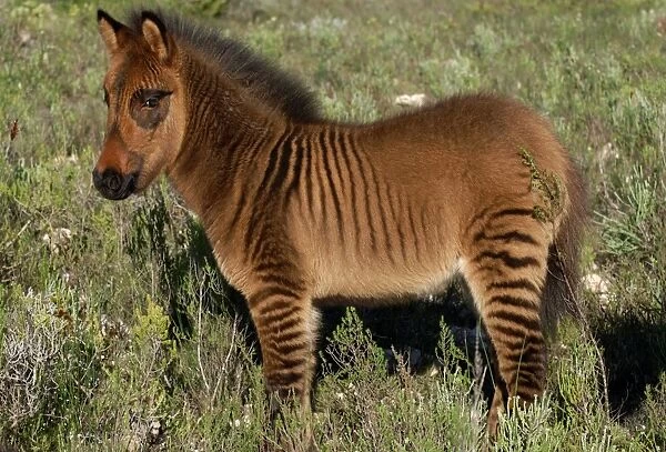 Zony (Equus sp.). A zony is the infertile offspring of a zebra stallion and a pony mare