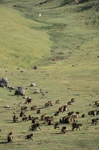 357-3098. Gelada baboons, Simien Mountains National Park