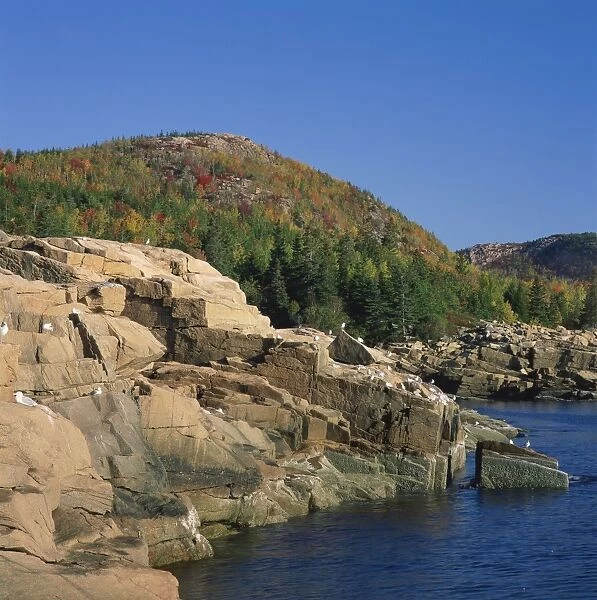 485-2539. Gulls on rocks along the coastline and fall colours beyond