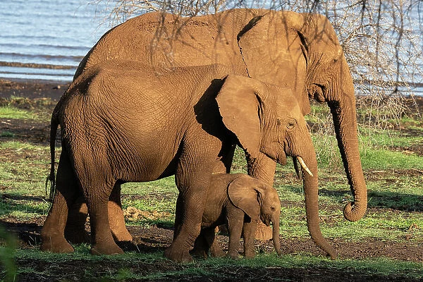 African elephants (Loxodonta africana) and calf, Lake Manyara National Park, Tanzania