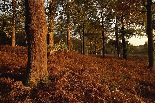 Autumnal colours, Clumber Park, Nottinghamshire, England, United Kingdom, Europe