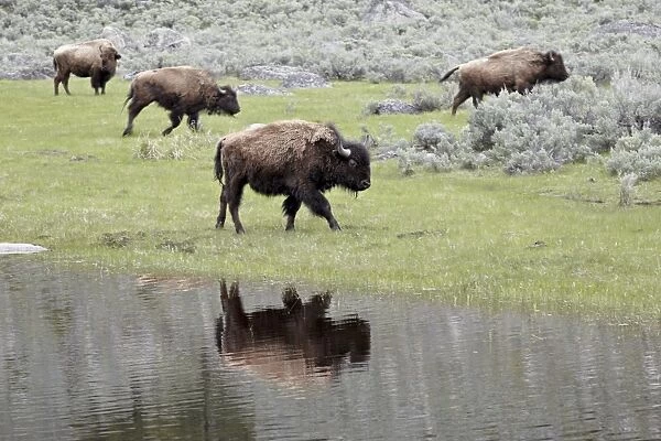 Bison (Bison bison) reflected in a pond, Yellowstone National Park, UNESCO World Heritage Site