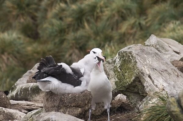 Black browed albatross chick being fed by adult, West Point Island, Falkland Islands