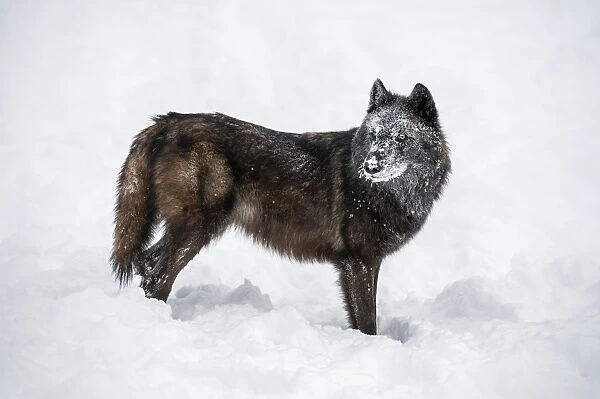 Black fox (Vulpes vulpes), Montana, United States of America, North America