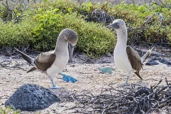 Blue-footed booby (Sula nebouxii) pair in courtship display on North Seymour Island