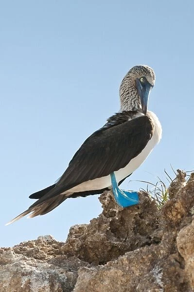 Blue-footed booby (Sula nebouxii), Isla Marietas National Park, UNESCO Biosphere Reserve, Puerto Vallarta, Jalisco, Mexico, North America