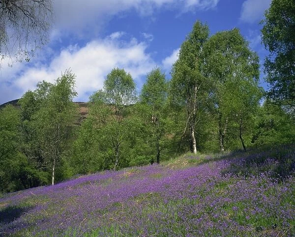 Bluebells on a slope in the Trossachs