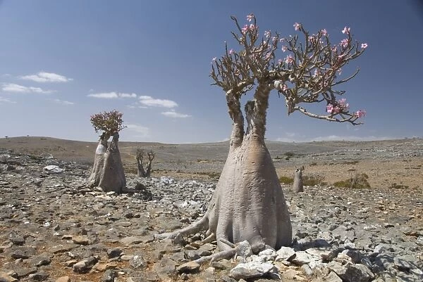 Bottle-tree (desert rose) (adenium obesum) endemic to island, Diksam Plateau
