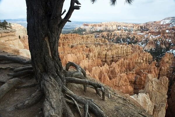 Bryce Canyon National Park, Utah, United States of America, North America