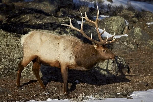 Bull elk (Cervus canadensis), Yellowstone National Park, UNESCO World Heritage Site, Wyoming, United States of America, North America