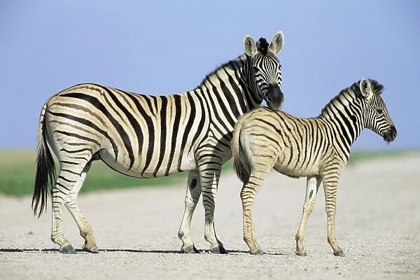 Burchells (Plains) zebra