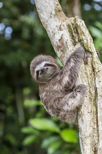 A captive pet brown-throated sloth (Bradypus variegatus), San Francisco Village, Loreto