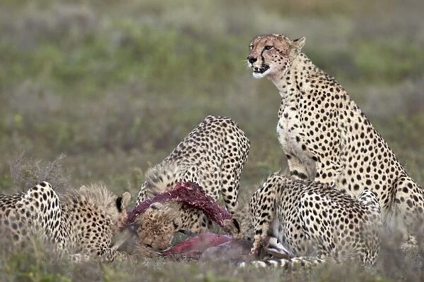 Cheetah (Acinonyx jubatus) family at a kill, Serengeti National Park, Tanzania, East Africa, Africa