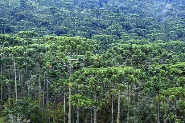 A forest of Parana (Araucaria) pines (Araucaria angustifolia) in the mountains near Sao Paulo