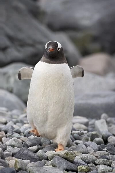 Gentoo penguin (Pygoscelis papua), Ronge Island, Antarctic Peninsula, Antarctica